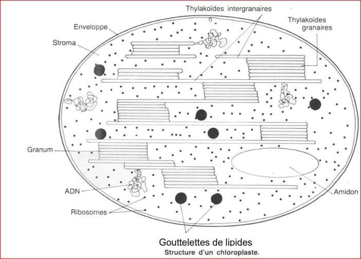 L'ORGANISATION DE LA CELLULE AU MICROSCOPE OPTIQUE OU STRUCTURE CELLULAIRE  –